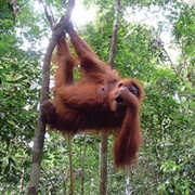Bukit Lawang - Indonesia