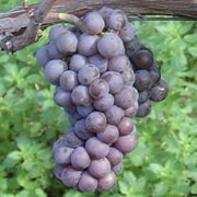 Pinot Gris