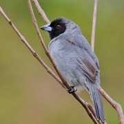 Black-Faced Tanager (Schistochlamys Melanopis)
