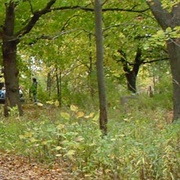 Havenwoods State Forest, Wisconsin
