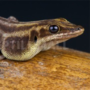 Marbled Day Gecko