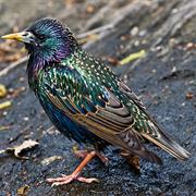 European Starling