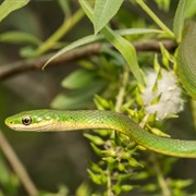 Green Snake