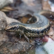 Madras Spotted Skink