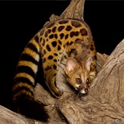 Rusty-Spotted Genet