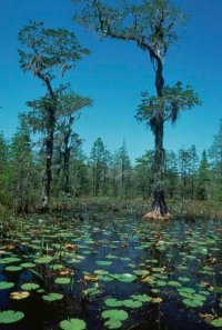 Okefenokee Swamp, Georgia