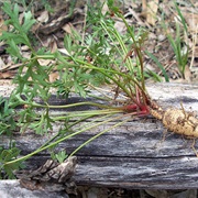 Wild Parsnip (Trachymene Incisa)