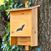 Build a Bat Home