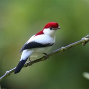 Araripe Manakin