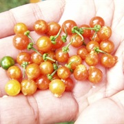 European Black Nightshade (Solanum Nigrum)