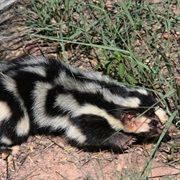 Southern Spotted Skunk