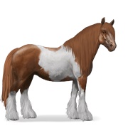Gypsy Vanner - Chestnut Tobiano