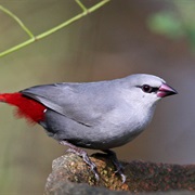 Lavender Waxbill