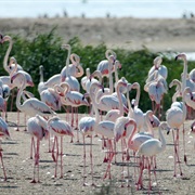 Al Wathba Wetland Reserve