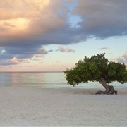 Eagle Beach, Aruba