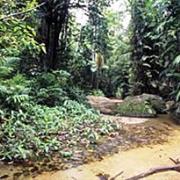 Danbulla National Park (QLD)