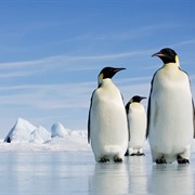 See Wild Pinguins