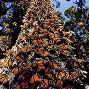 Monarch Butterfly Biosphere Reserve - Mexico
