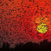 Bat Migration, Zambia