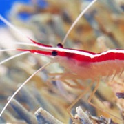 Cleaner Shrimp
