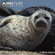 Caspian Seal