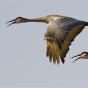 Fox River National Wildlife Refuge