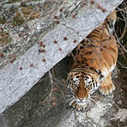 Central Sikhote Alin Mountains, Russia