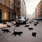 A Black Cat Crossing Your Path Is Unlucky