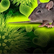 Hantavirus