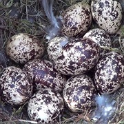 Grouse Egg