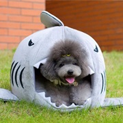 The Shark's Poodle