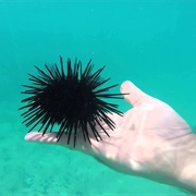 Stung by a Sea Urchin