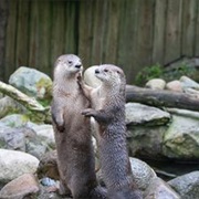 Scottish Sea Life Sanctuary