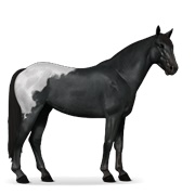 Mustang - Black Blanket