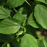 Acalypha Ornata