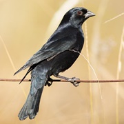 Screaming Cowbird (Molothrus Rufoaxillaris)
