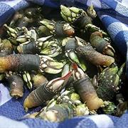 Goose Barnacles
