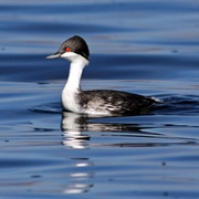 Junin Grebe