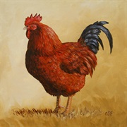 Rooster