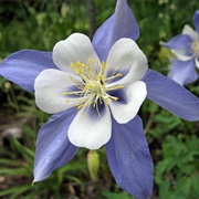 Rocky Mountain Columbine