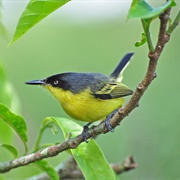Common Tody-Flycatcher (Todirostrum Cinereum)