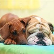 The Best! a Good Friend's Bed.