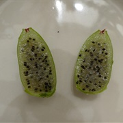 Fishbone Cactus (Epiphyllum Anguliger)