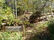 Cathedral Pines (Connecticut)