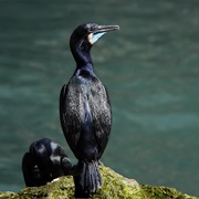 Brandt's Cormorant