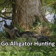 Go Alligator Hunting