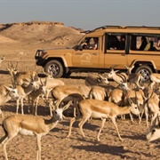 Sir Bani Yas Island, UAE