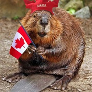 See at Least 5 Iconic Canadian Plants & Animals