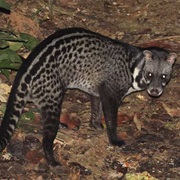 Malabar Large-Spotted Civet