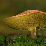 Jersey Cow Mushroom (Suillus Bovinus)